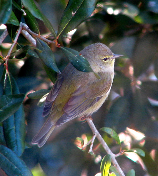 Orange-crowned Warbler